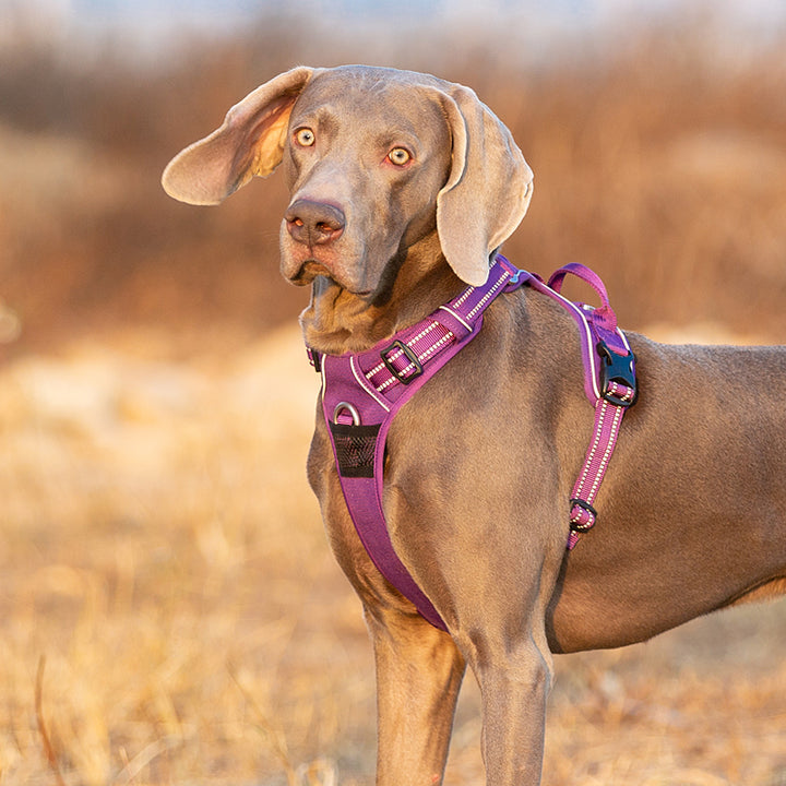 No Pull Harness Purple M - Pet Care > Dog Supplies