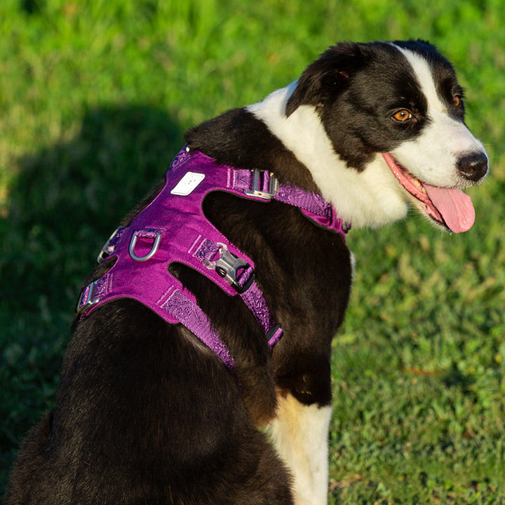 Whinhyepet Harness Purple S - Pet Care > Dog Supplies