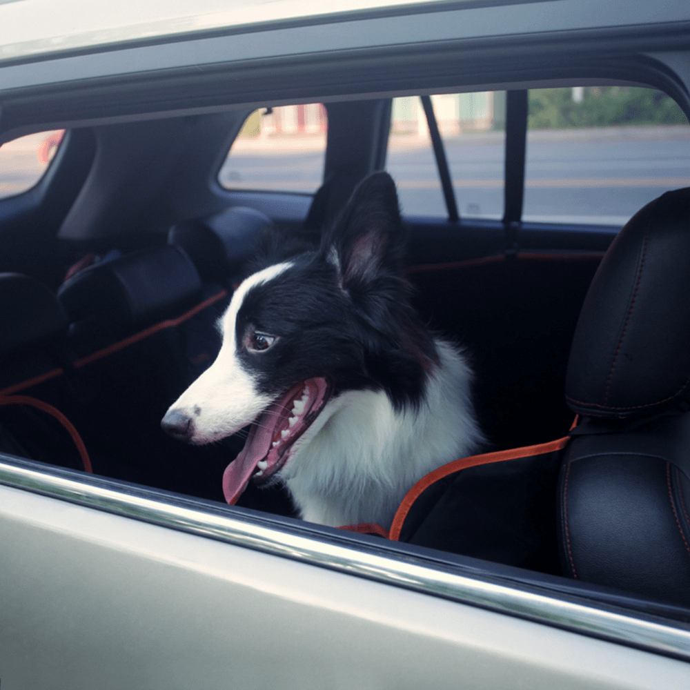 iBuddy Dog Seat Cover Car Hammock w/ Mesh Window & Dog Seat Belt - Pet Care > Dog Supplies