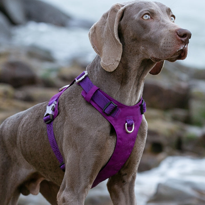 Lightweight Harness Purple 2XS - Pet Care > Dog Supplies